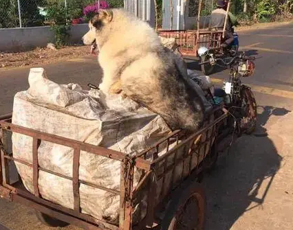 大爷在垃圾站捡了只雪橇犬，没想到狗”