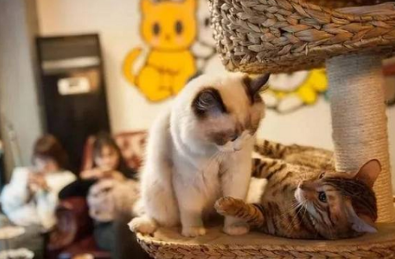 猫咖是什么意思