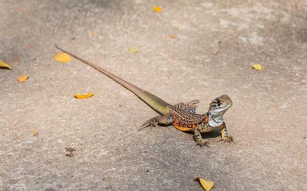蝴蝶蜥的功效和禁忌 蝴蝶蜥的功效和禁忌