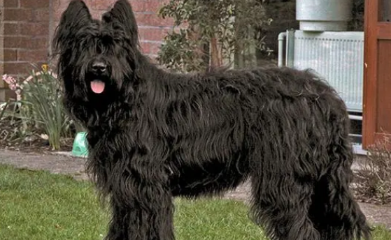 伯瑞犬吃什么狗粮好？考虑伯瑞犬的生长阶段