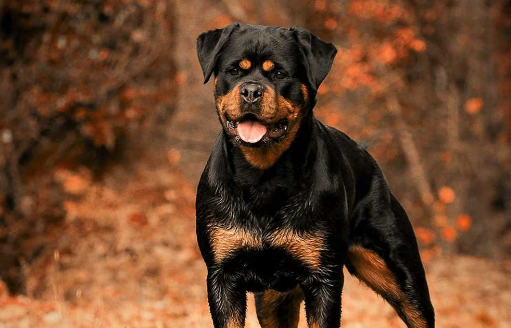 依法养犬，文明养犬，从你我做起！