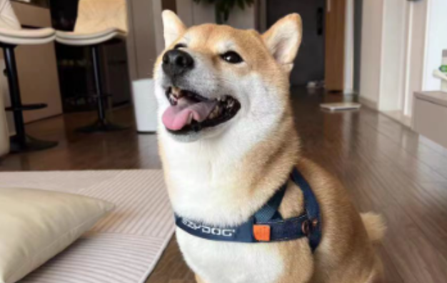 ezydog牵引绳怎么样