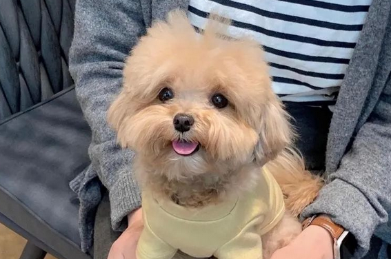 告诉你一个秘密:养狗,就养马尔泰犬! 告诉你一个秘密:养狗,就养马尔泰犬!