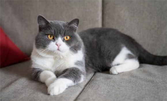英国短毛猫都有什么品种