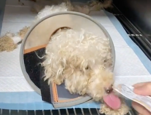 狗狗看厂却不给吃喝,长期营养不良致生病,主人怕花钱遗弃了之! 狗狗看厂却不给吃喝,长期营养不良致生病,主人怕花钱遗弃了之!