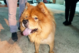 上厕所时,马桶旁突然出现一只松狮犬,屋主看到后吓得急忙报警… 上厕所时,马桶旁突然出现一只松狮犬,屋主看到后吓得急忙报警…