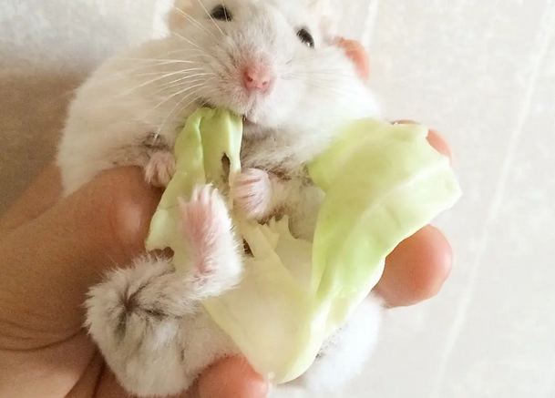 奶茶仓鼠咬人吗 怎么让奶茶仓鼠不咬人