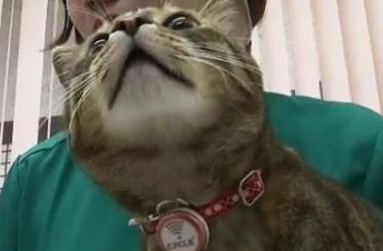 带着宠物去上班，火了！活的招财猫，爱了