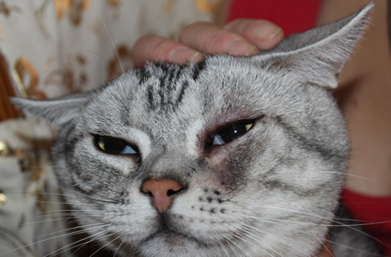 猫咪脸上总是有泪痕,该怎么解决? 猫咪脸上总是有泪痕,该怎么解决?