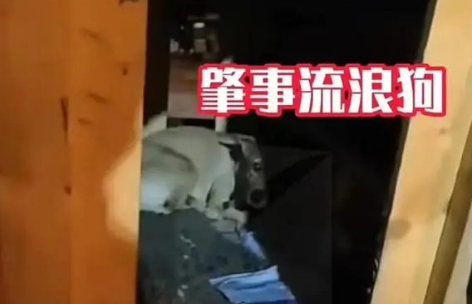 上海一个快递小哥丢失了万元包裹,小偷竟是流浪狗!市民担责? 上海一个快递小哥丢失了万元包裹,小偷竟是流浪狗!市民担责?
