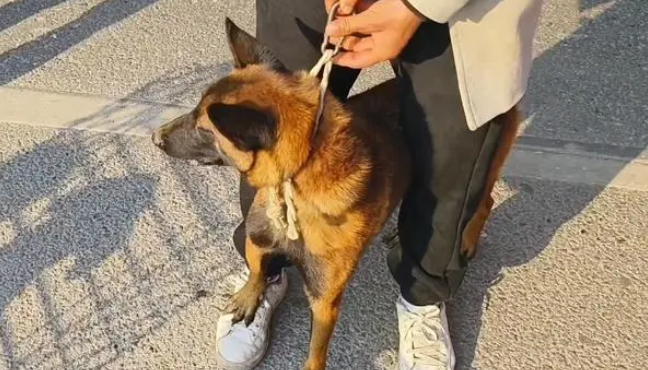 眼看即将上狗肉车,凶猛马犬一路不停叫唤,狗主:家里喂得多 眼看即将上狗肉车,凶猛马犬一路不停叫唤,狗主:家里喂得多