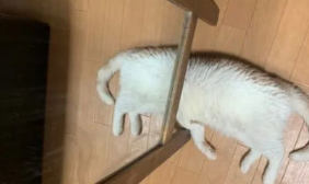 猫咪前腿断两截表现淡定，铲屎官差点吓晕，结果是个惊喜包