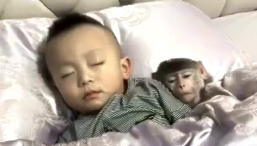 父母给小孩养猴子做宠物，不少家长觉得是拿命开玩笑！
