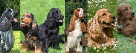 英卡和美卡都是可卡犬!傻傻分不清楚! 英卡和美卡都是可卡犬!傻傻分不清楚!