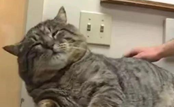 猫咪意外走失半年,重逢时铲屎官当场傻眼...怎么胖了这么多?! 猫咪意外走失半年,重逢时铲屎官当场傻眼...怎么胖了这么多?!