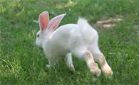 兔子突然时不时猛跑怎么回事