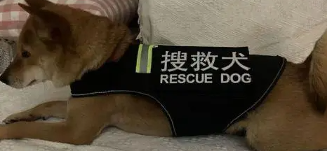 女子小区遛弯发现“警犬” 仔细一看是“冒牌货”! 女子小区遛弯发现“警犬” 仔细一看是“冒牌货”!
