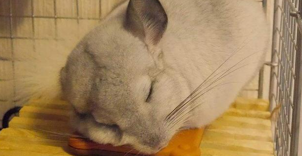 养龙猫的十大后悔理由 养龙猫的十大后悔理由