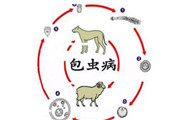 怎么知道自己得包虫病