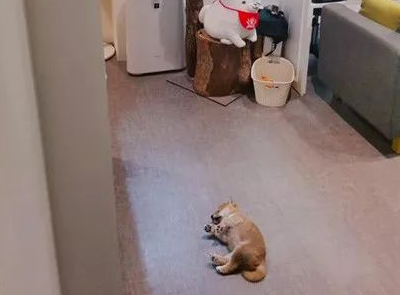美甲店邀请小柴犬上班，这小奶狗却超不敬业，第一天上班就在店里睡大觉
