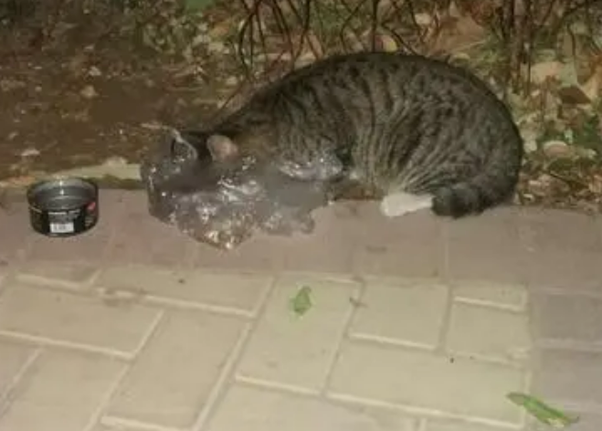 猫咪新领养方式引争议：被指做猫子宫生意，宠物或成生育工具
