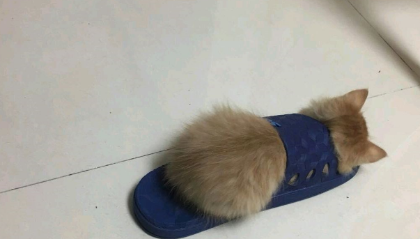 男朋友捡了一只小橘猫,六个月没想到变成了…橘猫实力不容小觑啊 男朋友捡了一只小橘猫,六个月没想到变成了…橘猫实力不容小觑啊