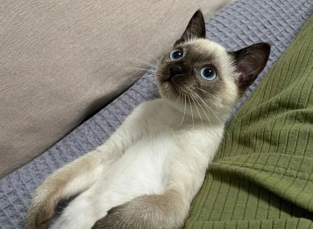 猫界“最不臭”的6种猫，几个月不洗澡，身体还是香香的！