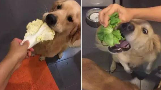 超爱吃蔬菜的黄金猎犬“Tiger ” 不给吃就滴口水抗议