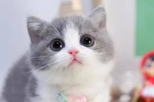 矮脚猫是基因缺陷吗