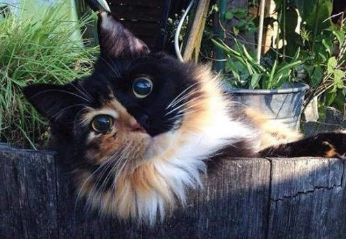 法国的盲眼玳瑁猫Jasmine被好心猫奴领养,受到了无微不至的照顾 法国的盲眼玳瑁猫Jasmine被好心猫奴领养,受到了无微不至的照顾