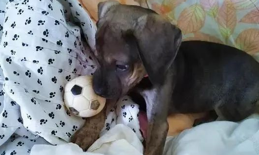 养了只幼犬,2个月后发生巨大变化,网友:你其实养到一只老虎! 养了只幼犬,2个月后发生巨大变化,网友:你其实养到一只老虎!