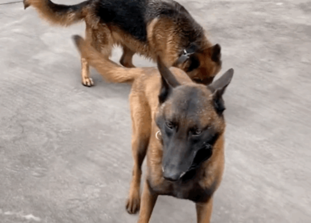 警犬天天往队里捡流浪狗,个顶个能吃,民警哭了:你做好事,为啥我们买单? 警犬天天往队里捡流浪狗,个顶个能吃,民警哭了:你做好事,为啥我们买单?