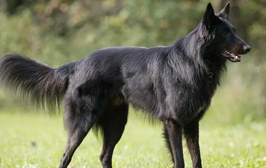 比利时特伏丹犬好养吗 该犬喜爱运动 比利时特伏丹犬好养吗 该犬喜爱运动