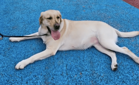 导盲犬退役后，再次见到原主人激动不已，终于可以放下任务撒娇了