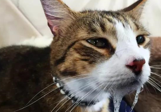 带猫出去玩,晕车吐了一地,我该怎么办…… 带猫出去玩,晕车吐了一地,我该怎么办……