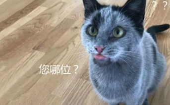 猫咪失而复返,主人却不敢相认,我家主子被神秘组织抓去了? 猫咪失而复返,主人却不敢相认,我家主子被神秘组织抓去了?