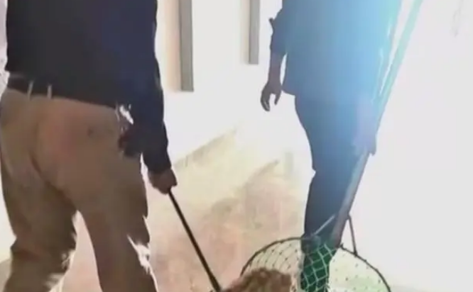 安徽宠物犬遭捕狗队擅自抓走宰杀，官方通报：处置人员行拘