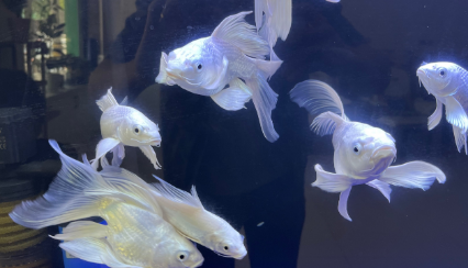 蝴蝶鲤喜欢老水还是新水