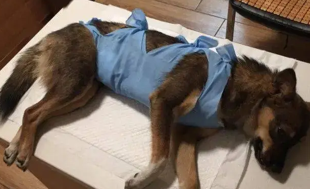 送爱犬去绝育,兽医却告状被狗咬了!宠主一看证据照笑喷了 送爱犬去绝育,兽医却告状被狗咬了!宠主一看证据照笑喷了