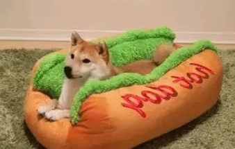 主人给柴犬买了个新窝,下一秒柴柴做出这个举动,让人笑喷 主人给柴犬买了个新窝,下一秒柴柴做出这个举动,让人笑喷