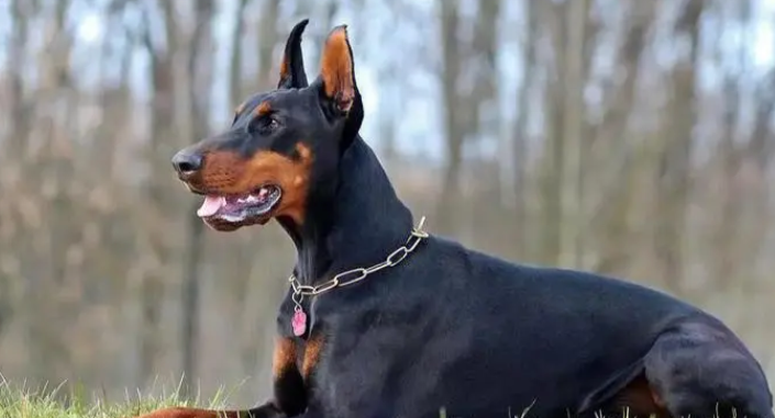 世界名犬—杜宾犬(Dobermann) 世界名犬—杜宾犬(Dobermann)