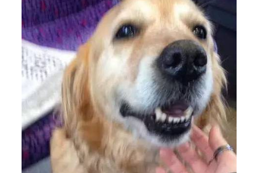 黄金猎犬在车厢走来走去到处搭讪乘客,竟只为这个搞笑的理由! 黄金猎犬在车厢走来走去到处搭讪乘客,竟只为这个搞笑的理由!