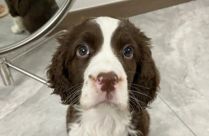 哪里有史宾格幼犬出售