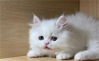 栀子花对猫有毒吗