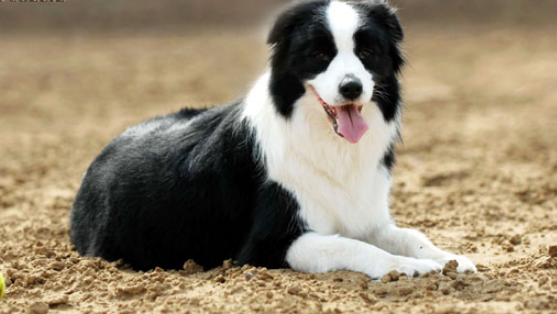 边牧犬舍排名 边牧犬舍排名