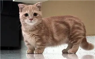 侏儒猫能活多久寿命