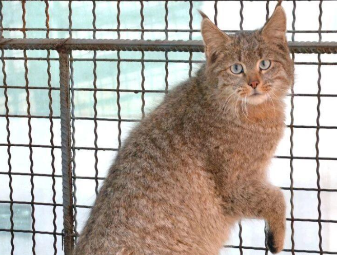 四川黑水发现“草猞猁”,耳朵长有天线,冬季会进村盗食家禽 四川黑水发现“草猞猁”,耳朵长有天线,冬季会进村盗食家禽