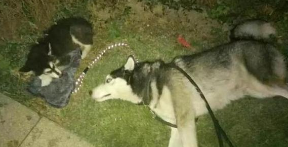 一只等死的阿拉斯加,被哈士奇发现后,竟开始狗生逆转 一只等死的阿拉斯加,被哈士奇发现后,竟开始狗生逆转
