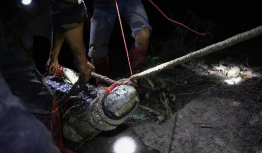 “出逃”鳄鱼都已找到！另有2只下落明确：一只死了一只宰了