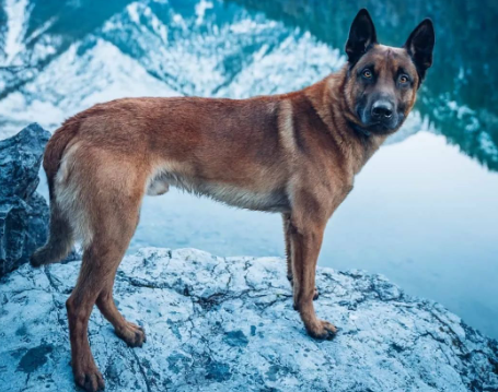 马犬全解析:从起源到养护-宠物网
